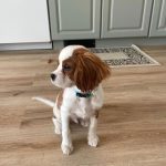 Cooper_royalheart-cavaliers