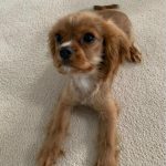 Oliver_royalheart-cavaliers