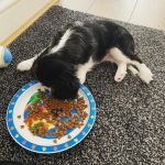 Teddy_royalheart-cavaliers