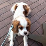 Ophelia_royalheart-cavaliers