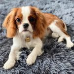 Theodora_royalheart-cavaliers