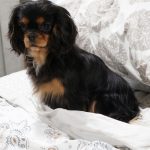 Elsa_royalheart-cavaliers