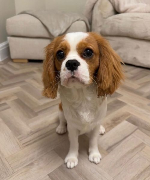 Charlie_royalheart-cavaliers