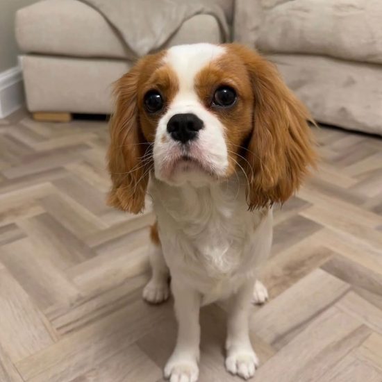 Charlie_royalheart-cavaliers
