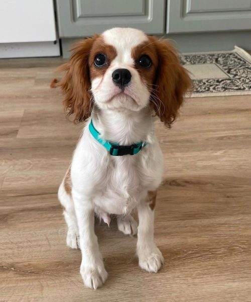 Cooper_royalheart-cavaliers