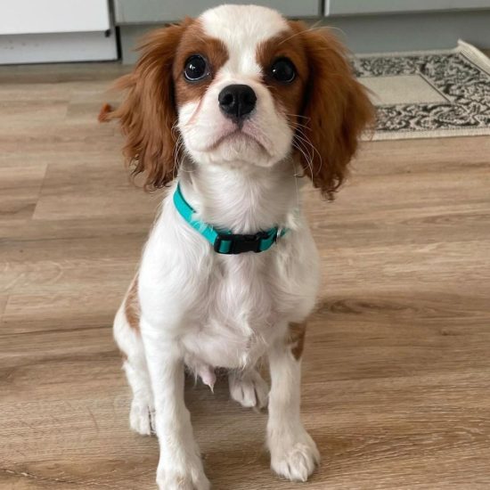 Cooper_royalheart-cavaliers