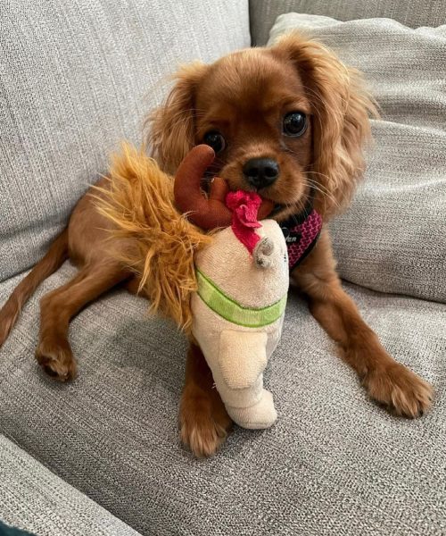 Lucy_royalheart-cavaliers