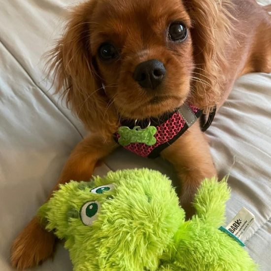 Lucy_royalheart-cavaliers