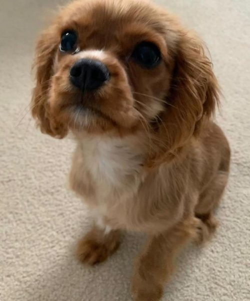 Oliver_royalheart-cavaliers