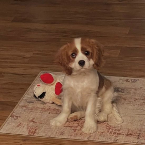 Luna_royalheart-cavaliers