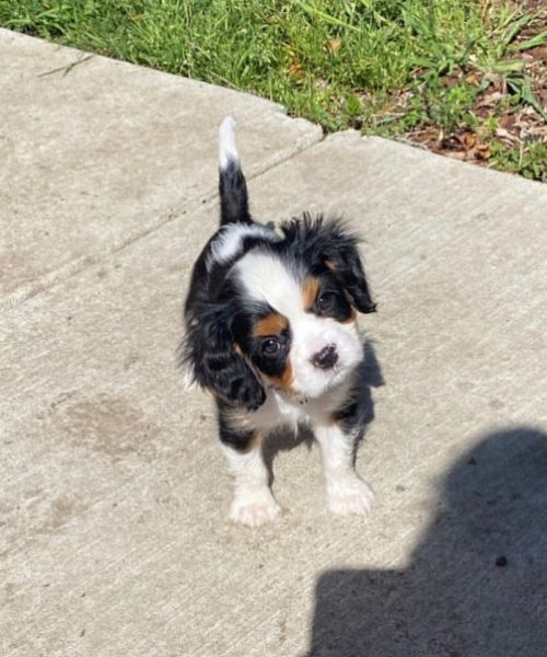 Milo_royalheart-cavaliers