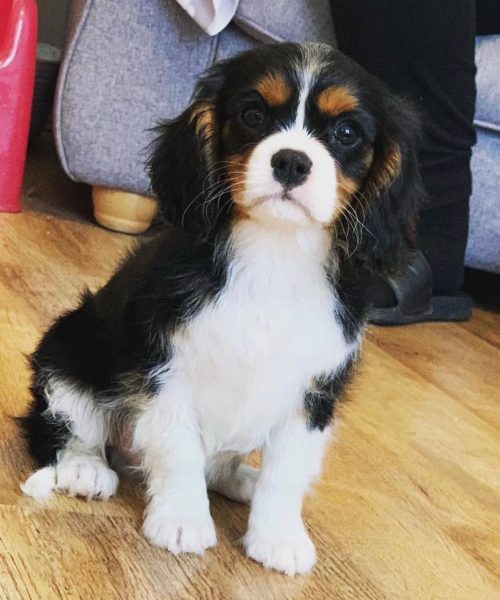 Teddy_royalheart-cavaliers