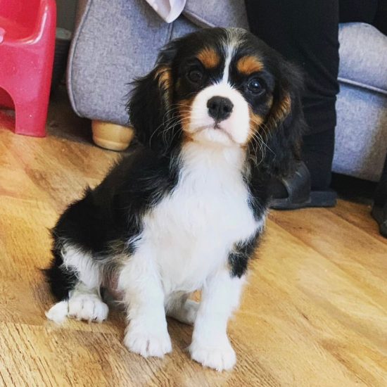 Teddy_royalheart-cavaliers