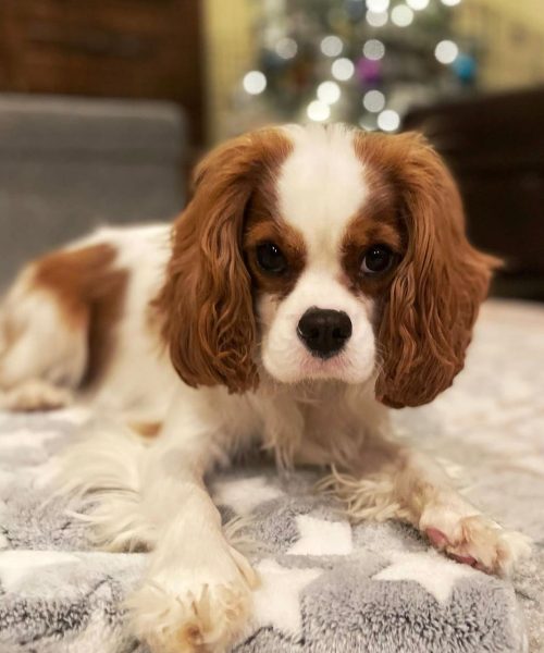 Ophelia_royalheart-cavaliers
