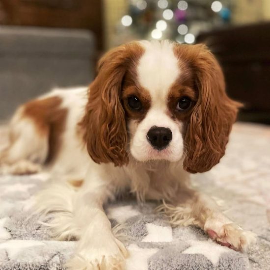 Ophelia_royalheart-cavaliers