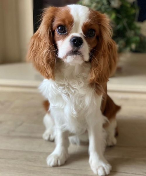 Theodora_royalheart-cavaliers